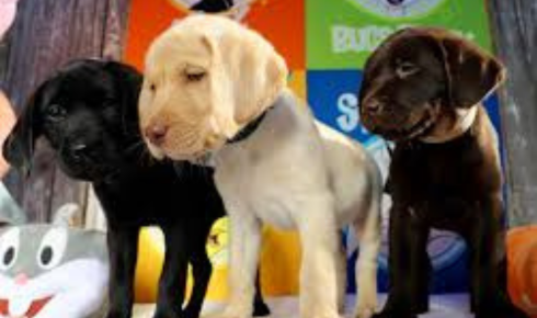 puppy command foundation classes Scottsdale